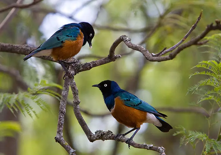 Birdlife_2