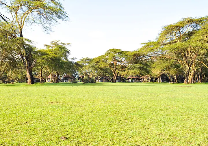 Grounds