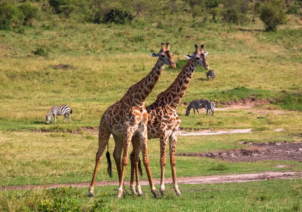 Two giraffes on the green plains of the Maasai Mara National Reserve with zebras in the background
