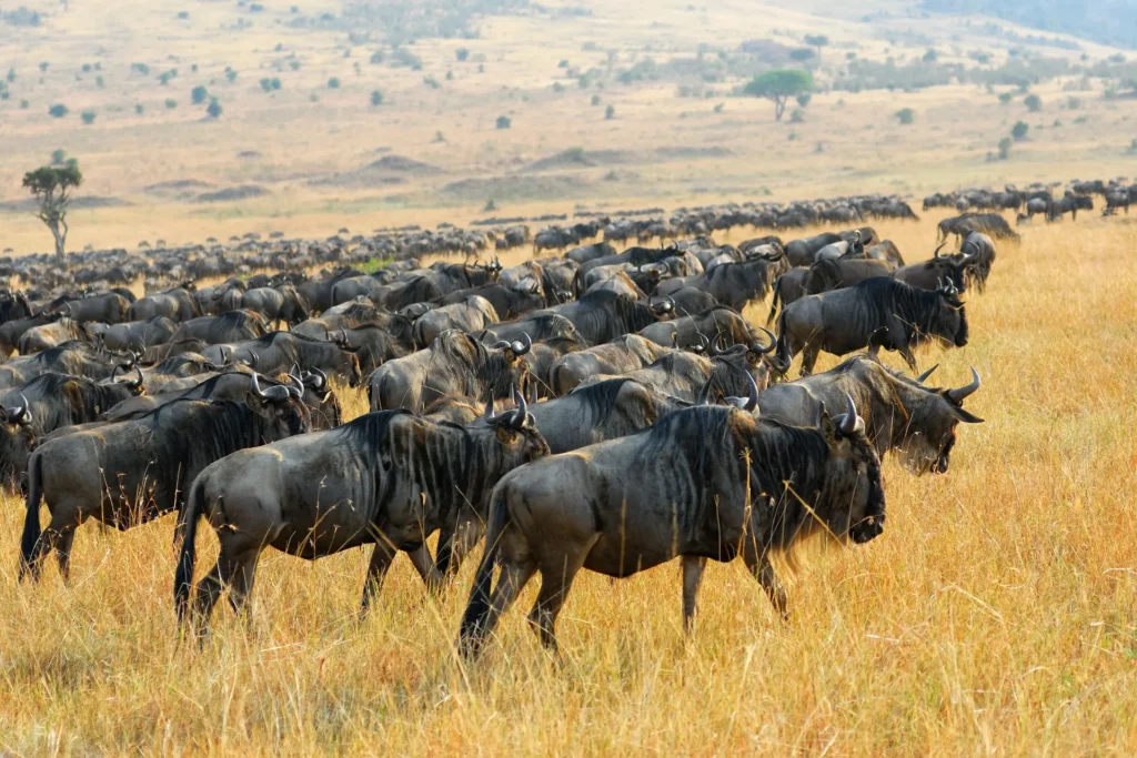 Great Migration wildebeest herds grazing on the golden plains of the Maasai Mara
