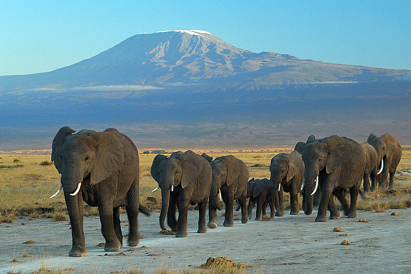 Amboseli elephants and Kilimanjaro on a Kenya safari from Singapore