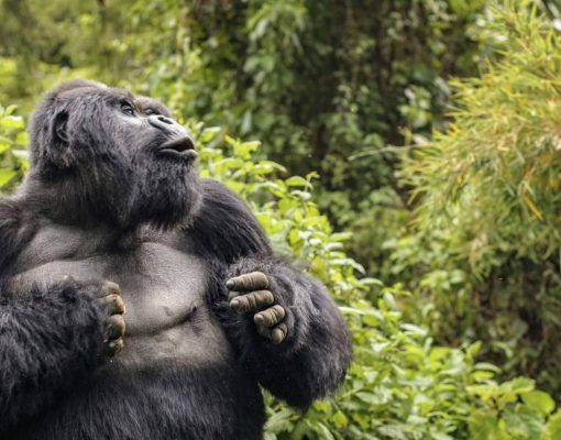 Silverback Mountain Gorilla named Guhonda (Gorilla gorilla beringei) beating his chest, Parc National des Volcans, Rwanda, Africa