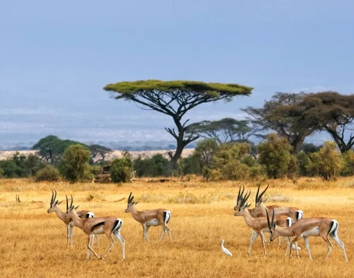 3 Days Amboseli National Park's Wild Wonders