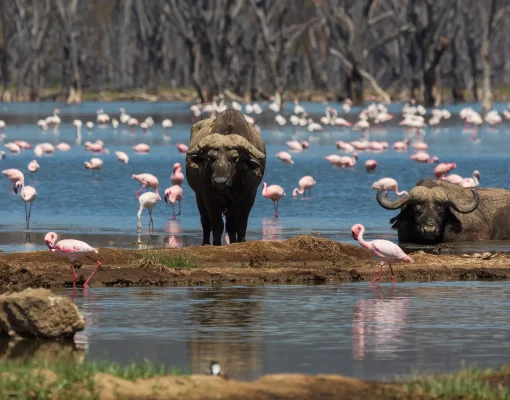 5-Day Wildlife and Birds of Kenya safari