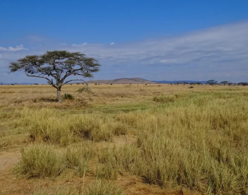 5 Days Across the Plains of Tanzania