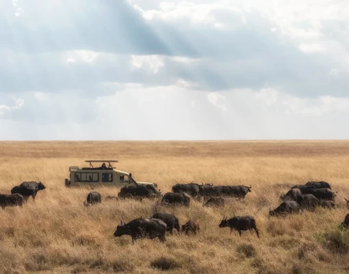 7 Days into the Wild Heart of Tanzania