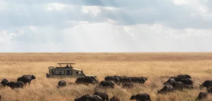 wild heart of Tanzania
