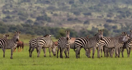 Akagera National Park