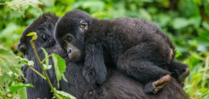 Bwindi Impenetrable Forest safari destination
