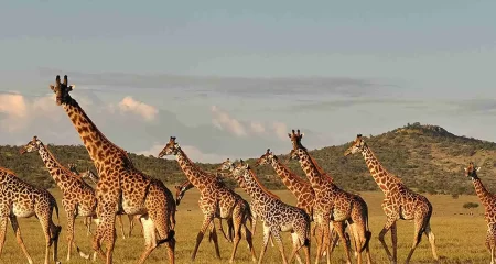 Lake Manyara National Park