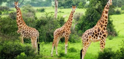 Lake-Mburo-National-Park highlights 2