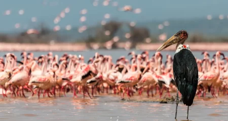 Lake Naivasha