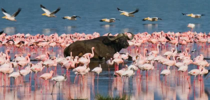 Lake Nakuru-1