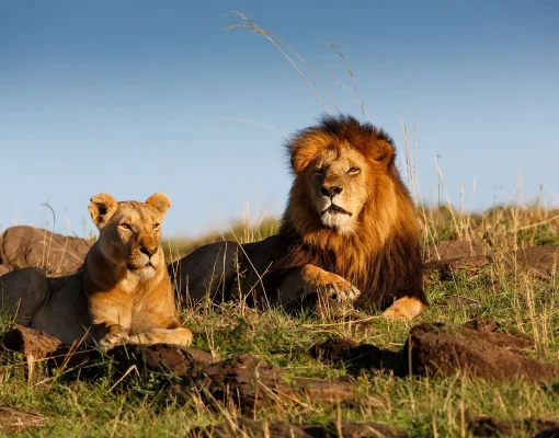 Lion Lipstick with his favorite Lioness in Masai Mara, Kenya