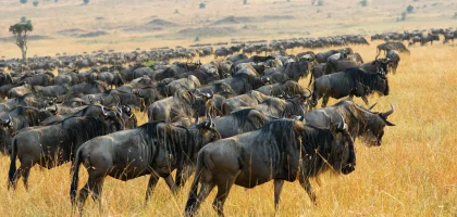 Masai Mara Game Reserve-5