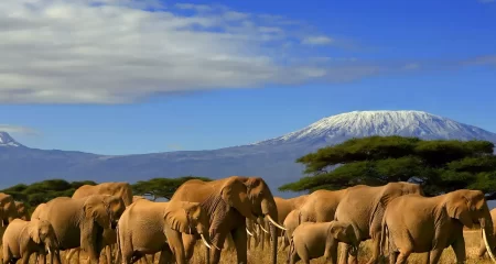 Northern Kenya Biodiversity