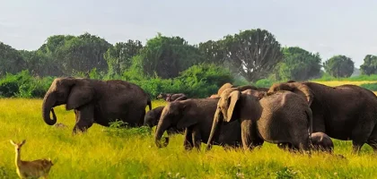 Queen Elizabeth National Park highlights 1