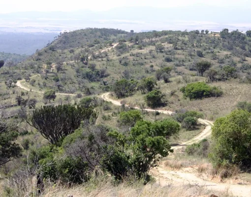 Road_to_Lewa_(Kenya)