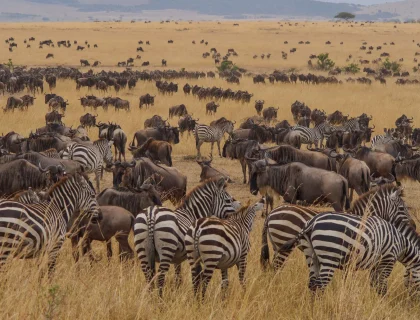 Serengeti & Ngorongoro Safari