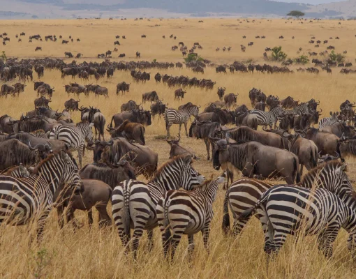 Serengeti & Ngorongoro Safari