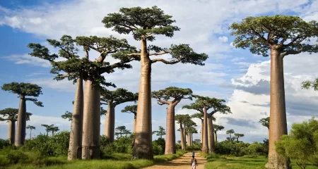 Tarangire National Park 