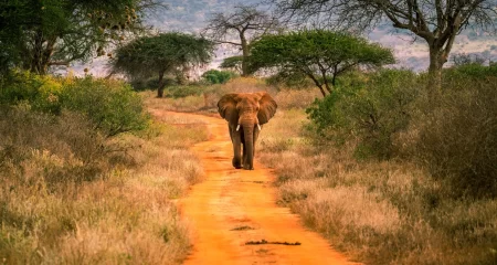 Tsavo West National Park 2