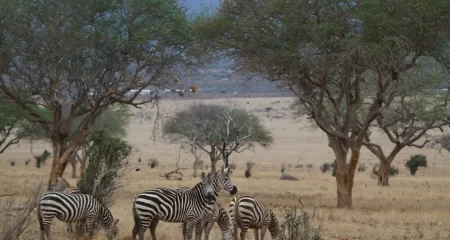 Tsavo West National Park