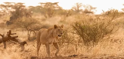 Tsavo-west-national-park-Kenya highlights 2