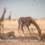 animals-drinking-water-waterhole-inside-etosha-national-park-namibia-africa