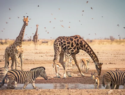 animals-drinking-water-waterhole-inside-etosha-national-park-namibia-africa