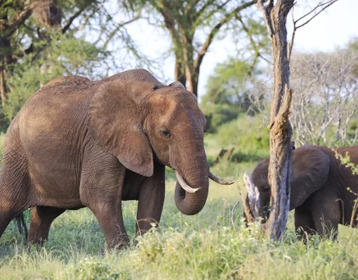 elephants-standing-each-other-tsavo-east-national-park-kenya (1)