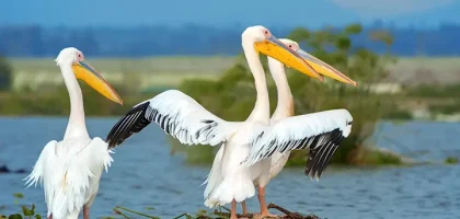 great-white-pelican-lake-savannah copy