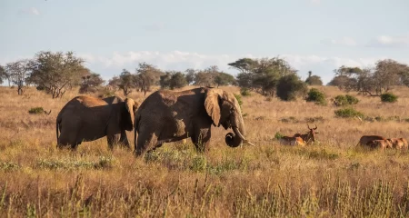 herd-elephants-deer-field-jungle-tsavo-west-taita-hills-kenya