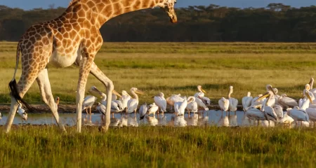 lake nakuru