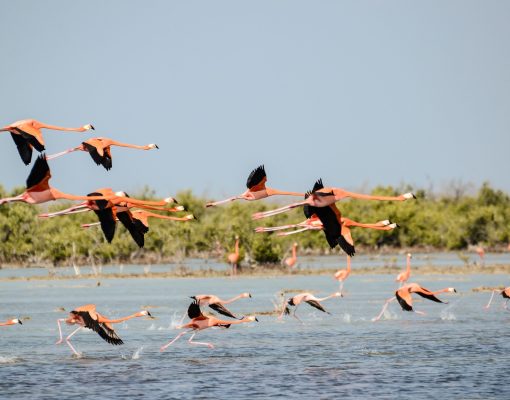 A landscape of a sea with seagulls flying above it with greenery on the background