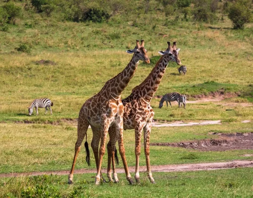 two-giraffes-savannah-during-mating-period-masai-mara-national-park-kenya