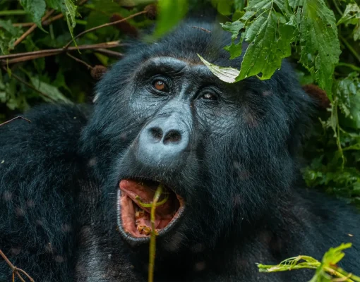 uganda gorilla trek