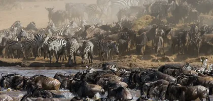 wildebeests-are-crossing-mara-river-great-migration-kenya-tanzania-masai-mara-national-park (1)